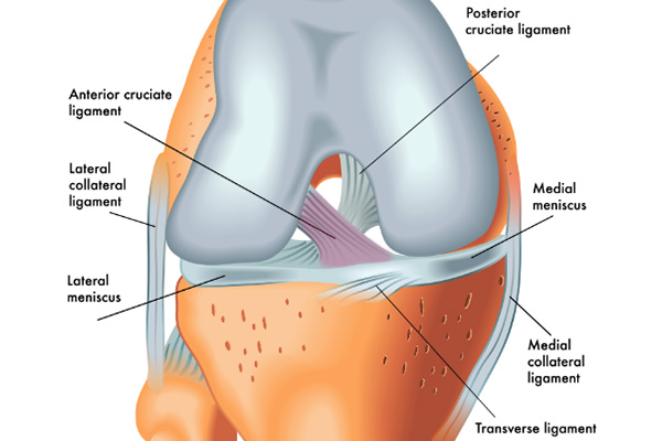 what is acl